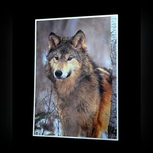 "5/$25" Vintage Grand Teton National Park Wolf Postcard